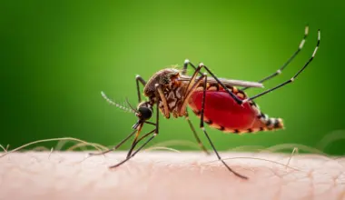 Forest loss is driving mosquitoes’ thirst for human blood