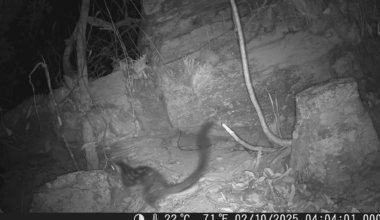 After 80 Years, An Australian Species Is Finally Spotted Again