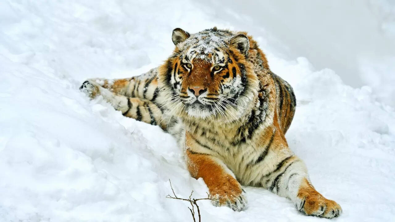 Amur or Siberian tiger