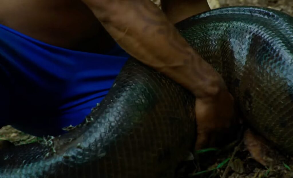 closeup of arms restraining part of a thick snake's body