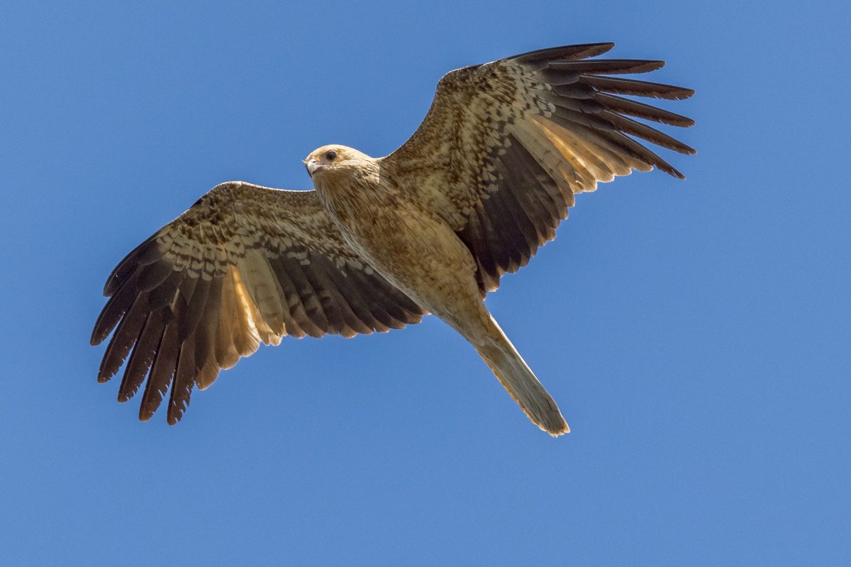 Unique raptor with loud whistling call