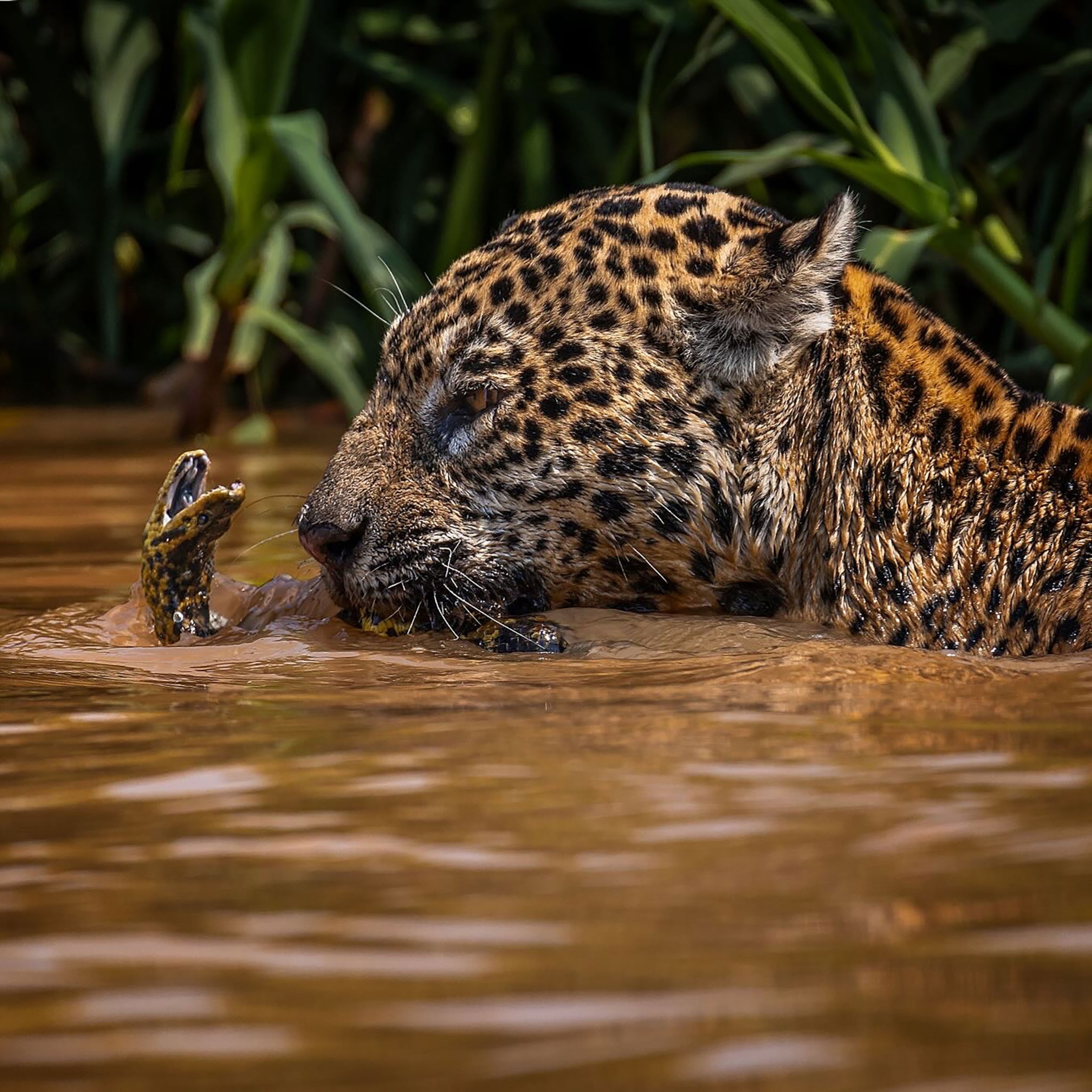 A Jaguar eating a yellow anaconda.