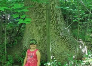 Invasive species are destroying our forests