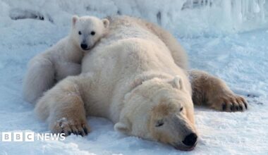 A sedated polar bear is seen up close with two scientists examining the animal. One researcher is holding the animal's mouth open while the other captures images of its teeth to assess its health. The animal has huge, yellowing teeth.