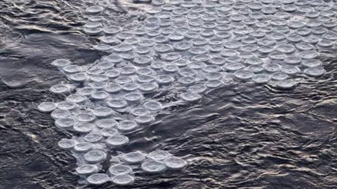 John O'Neill Small circles of white ice formed in a river. The ice is floating as a cluster in the dark water. 