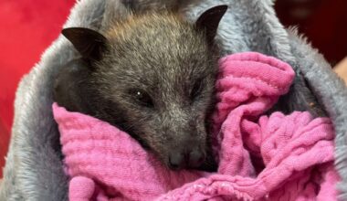 Scorching SA heatwave killing thousands of bats - News