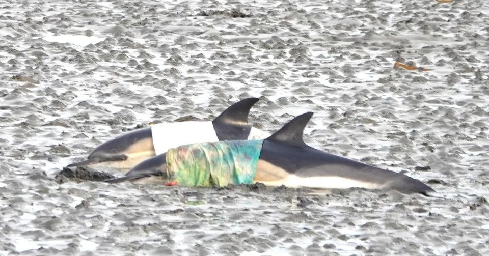 Two dolphins were the last to be saved PIC CREDIT: Trea Heapes/IWDG