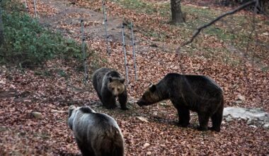 Brown bear population nearly doubles without added damage, study finds