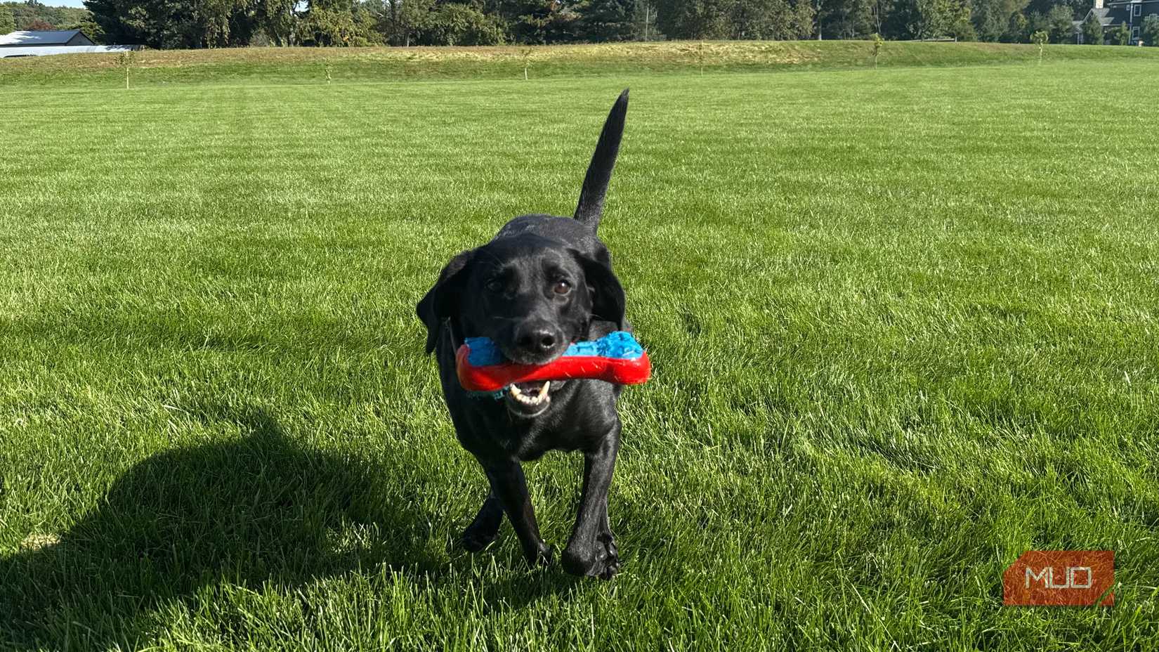 bella running with blue and red dog toy