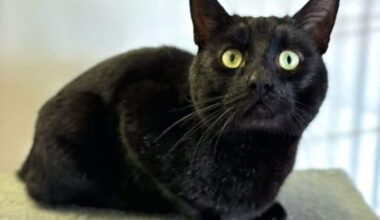 Beautiful ‘Bones’ surrendered to USPCA for second time – Armagh I