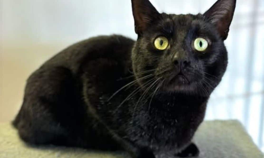 Beautiful ‘Bones’ surrendered to USPCA for second time – Armagh I