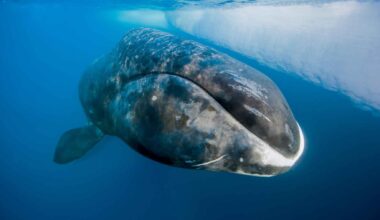 Bowhead whale swims beneath Arctic sea ice, an exceptionally long-lived species studied for DNA repair and healthy aging clues.