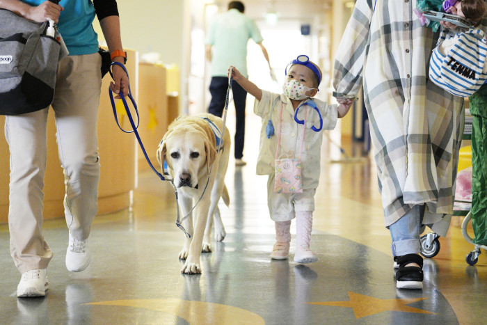 Bangkok Post - Japan's hospital dogs bring moments of normalcy to seriously ill children