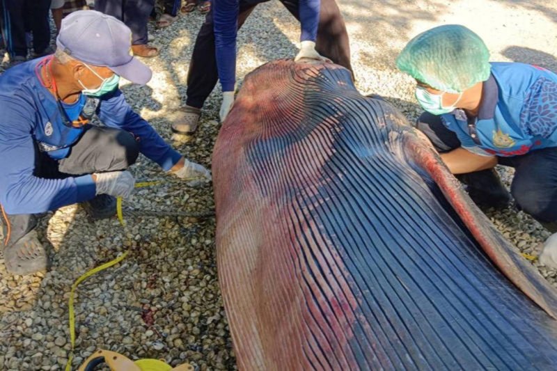 Conservation officials and local residents examine the carcass of a juvenile female Omura’s whale found at Khlong Puyu in Muang district of Satun province. (Photo: Department of Marine and Coastal Resources)