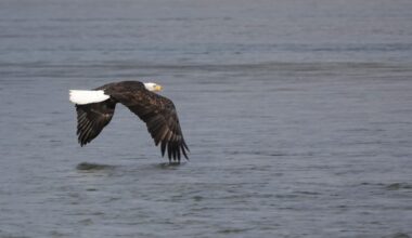 Bald Eagle extravaganza in Canada