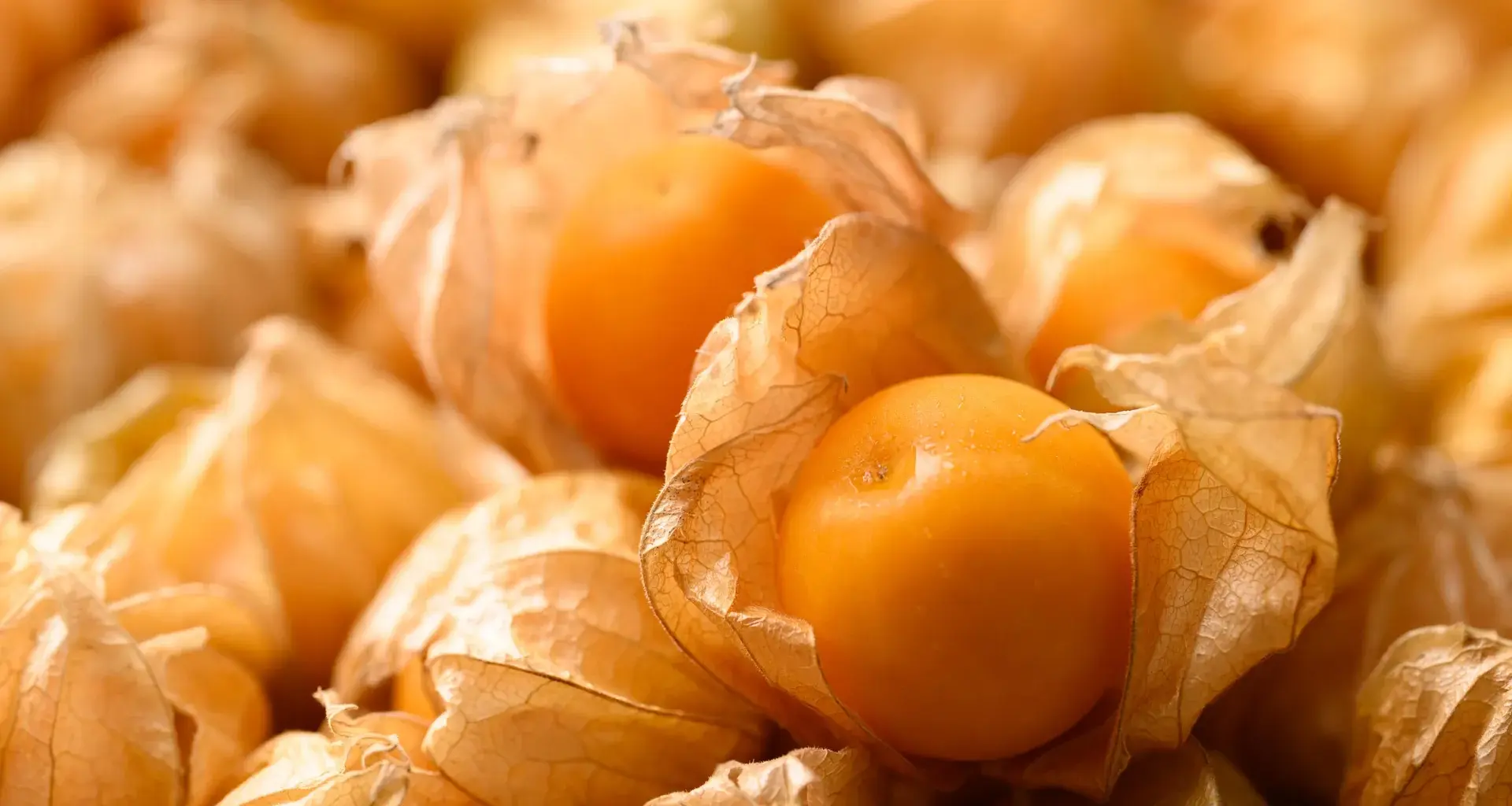 This wild fruit is getting a CRISPR makeover