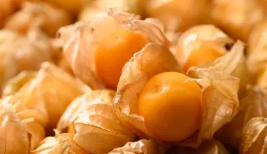 This wild fruit is getting a CRISPR makeover