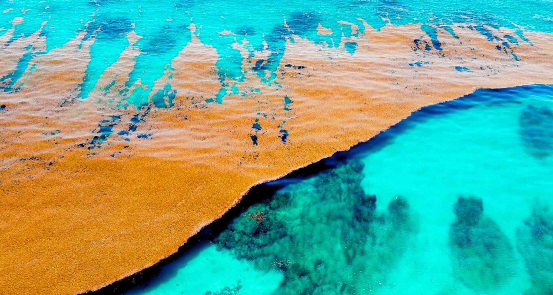 Caribbean Sea Covered By Sargasso Algae