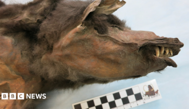 Scientists performing an autopsy on the stomach of the ice age wolf