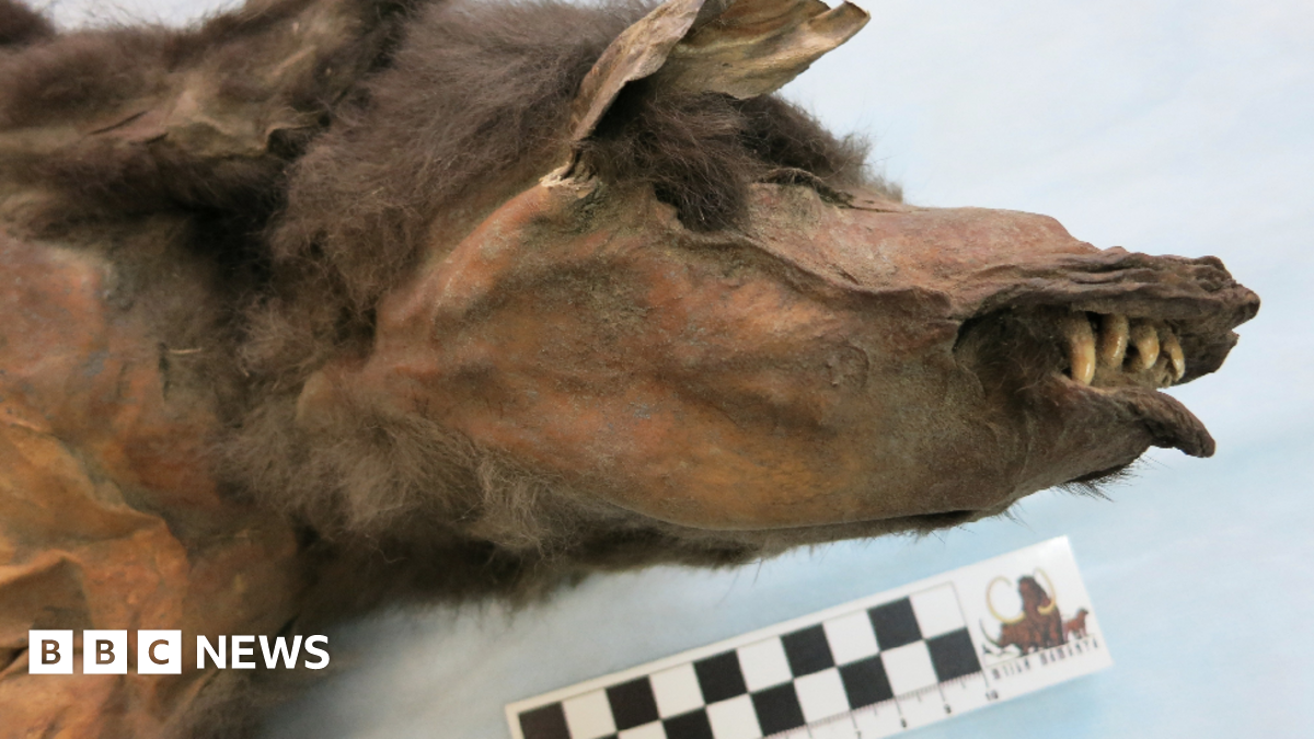 Scientists performing an autopsy on the stomach of the ice age wolf