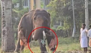 Reckless act by mahout-father with elephant known for violence; five-month-old baby falls