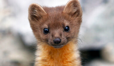 Average adult coastal humboldt martens range from 20-24 inches long, including their tails, which are often about ⅓ of their body length, and weigh only 1.5-3 lbs. Photo by Ben Wymer, A Woods Walk Photography