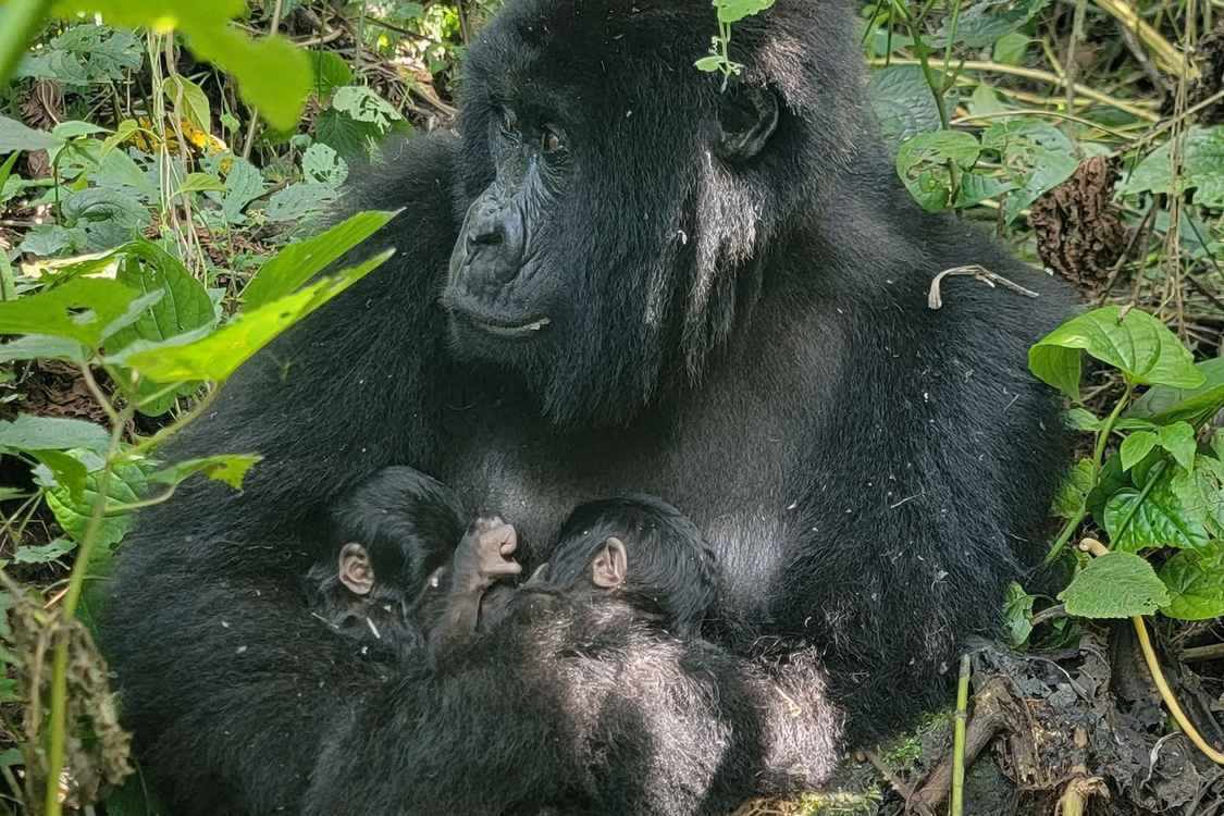 Rare Twins Born to Mountain Gorilla Family in Virunga National Park