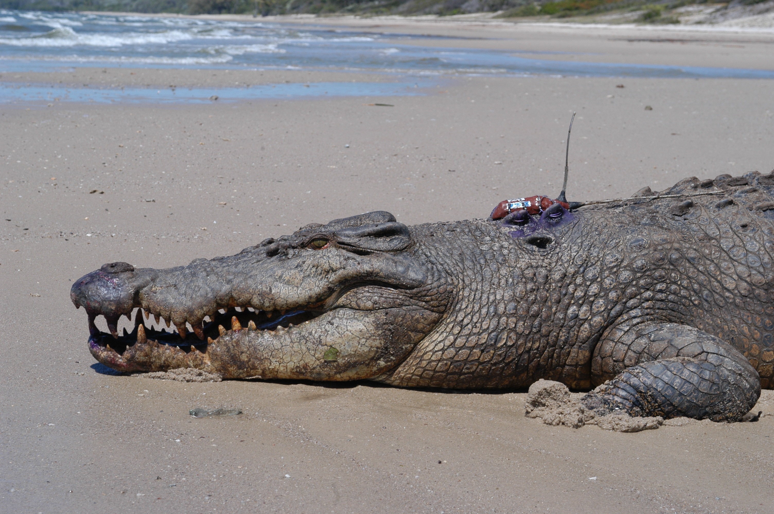 A 4.8 m male estuarine crocodile ready for release with satellite transmitter.