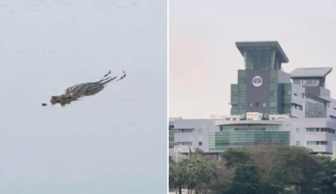 A crocodile was spotted in waters off the Causeway on Jan 18.