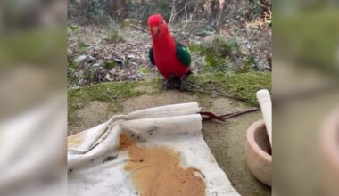 Woman Painting In Rainforest Befriends Wild Birds Who Watch Her Every Day