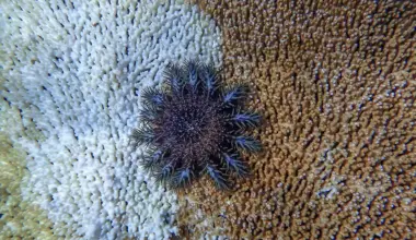 Crown-of-thorns outbreak developing in northern Great Barrier Reef