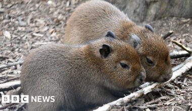 Wingham Wildlife Park baby capybaras are 'stealing hearts'