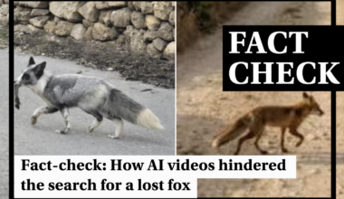 How AI-generated fox videos sowed confusion over genuine sighting