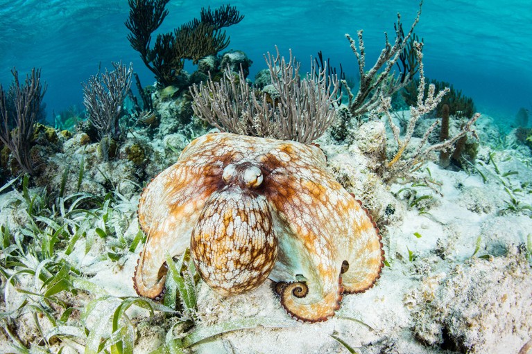 A Caribbean reef octopus explores the seafloor of a shallow reef on Turneffe Atoll, Belize.