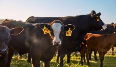 The final cow-tdown: buyers of MSCHF’s controversial bovine project will decide animal’s fate - The Art Newspaper