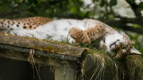RZSS The lynx is lying on her side in her enclosure and showing her white tummy. Cardrona's coat also has brown colouring and darker spots.