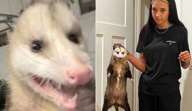 16-Year-Old Catches Opossum and Brings It into Parents’ Bedroom, but Mom Says It’s a Normal Occurrence (Exclusive)