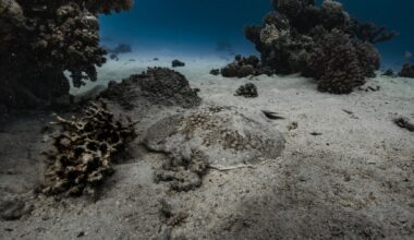 deep ocean discovery