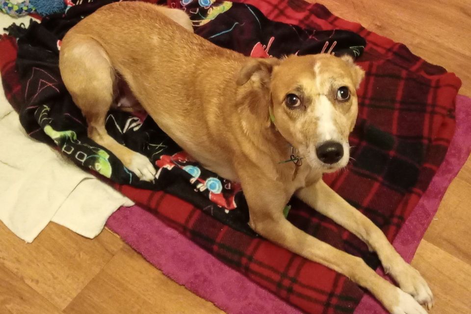 Miss Elsa is a medium sized Lurcher who has yet to have any visitors to meet her at Wicklow Animal Welfare.