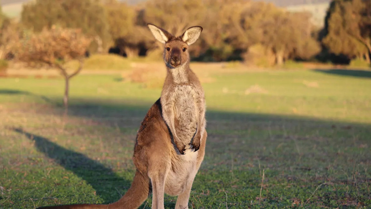 Woman Recording a Wild Kangaroo Gets a Very Funny and Chaotic Surprise While Filming