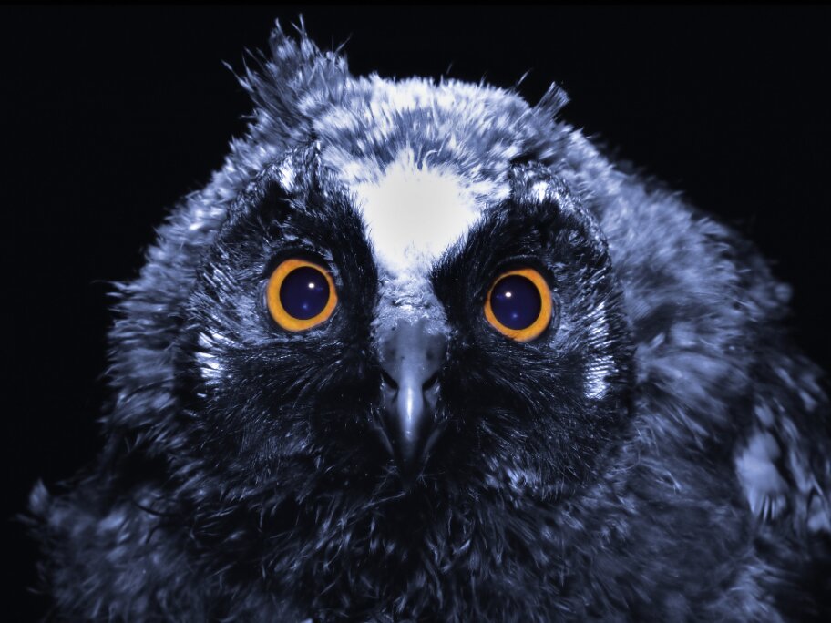 Night owls who don't respond to SSRIs: circadian rhythm core to 'atypical' depression mystery