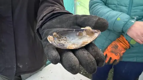 An oysters shell with little white round flat 'spats' on it