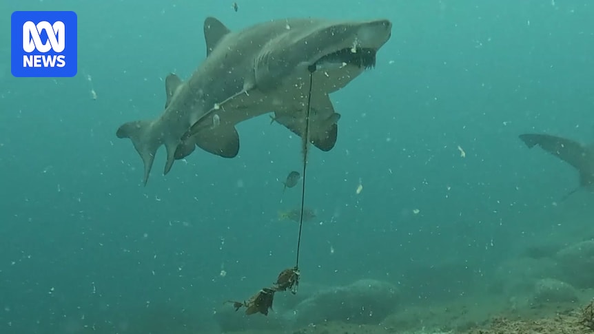 Divers help free critically endangered grey nurse sharks from fishing gear
