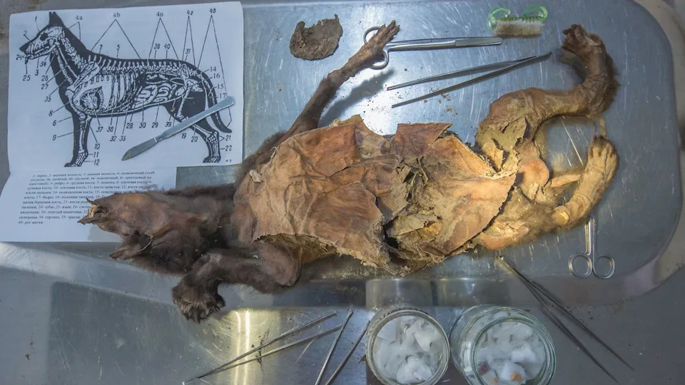  Mummified wolf pup on a laboratory table. 