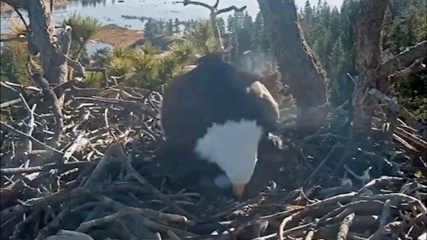 GIF of Jackie the bald eagle laying second egg