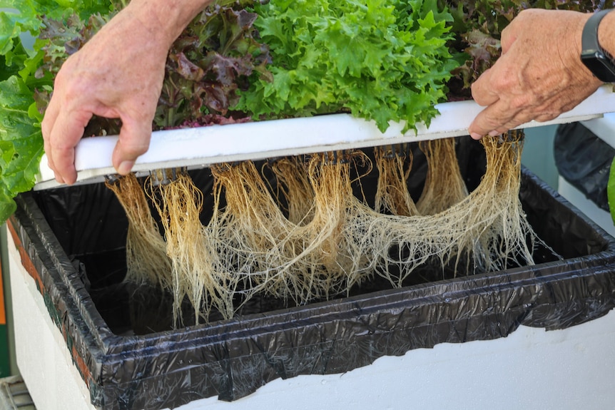 A polystyrene eski lid opened by two hands to reveal the roots of lettuce growing underneath it.