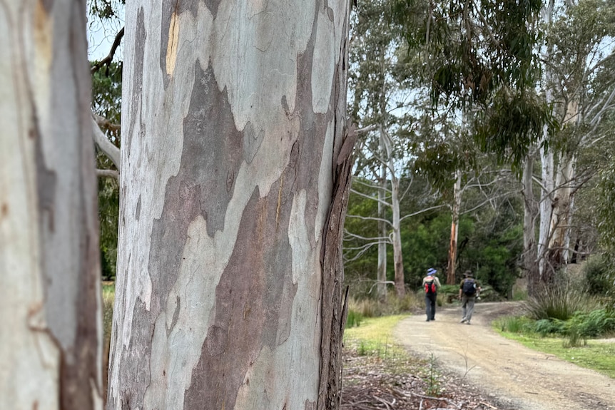 Close up of bark patterns on a white gum tree, two twitchers walk along dirt road in the background.