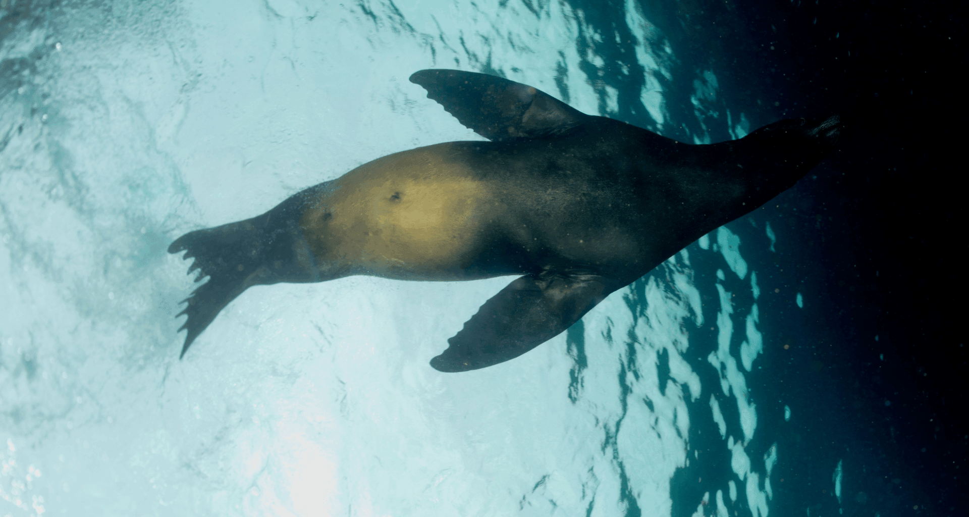Elusive Antarctic Species Caught On Camera Underwater For The First Time