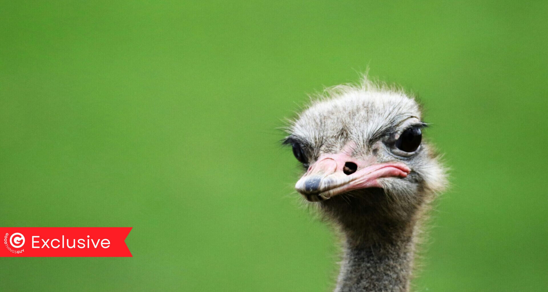 Only in South Africa!!! An Ostrich Goes for a Swim at a Safari Lodge!