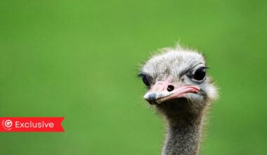 Only in South Africa!!! An Ostrich Goes for a Swim at a Safari Lodge!